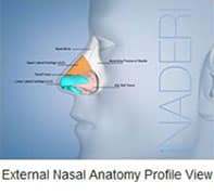 Herndon and Chevy Chase nasal anatomy