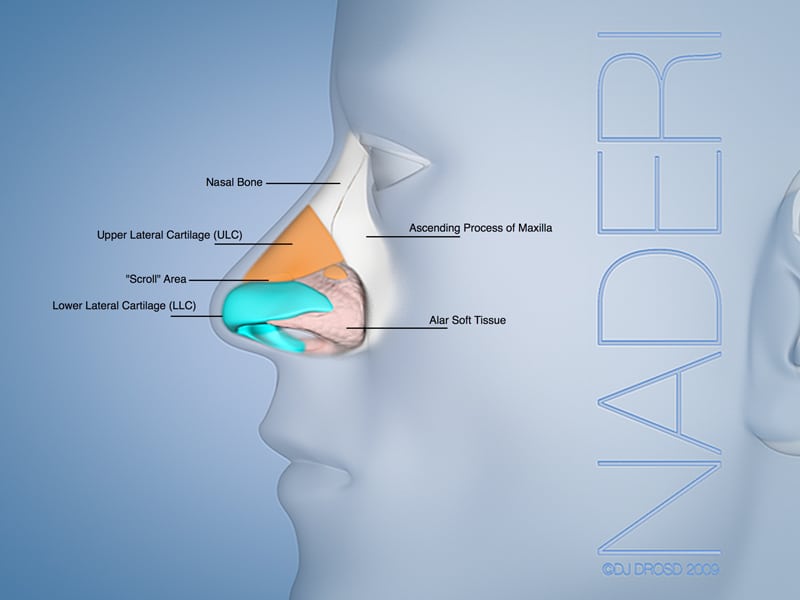 External Nasal Anatomy Profile View