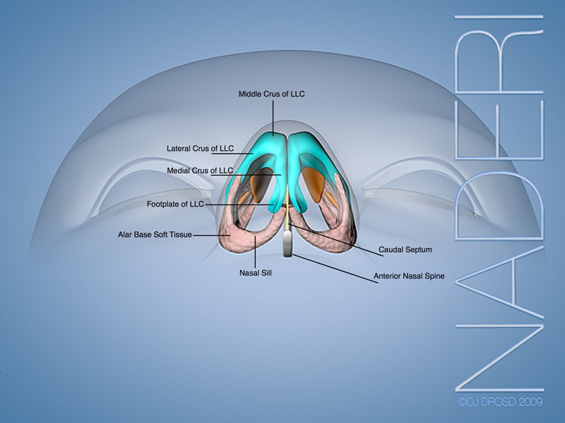 Internal Nasal Anatomy