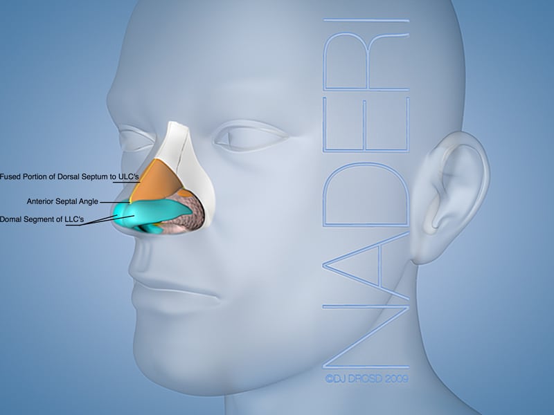 External Nasal Anatomy 3/4 View