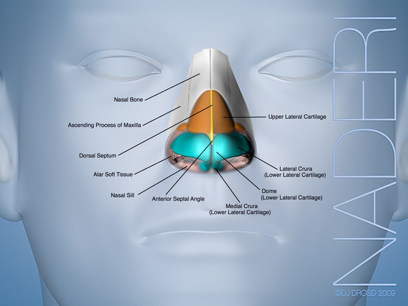 External Nasal Anatomy Front View