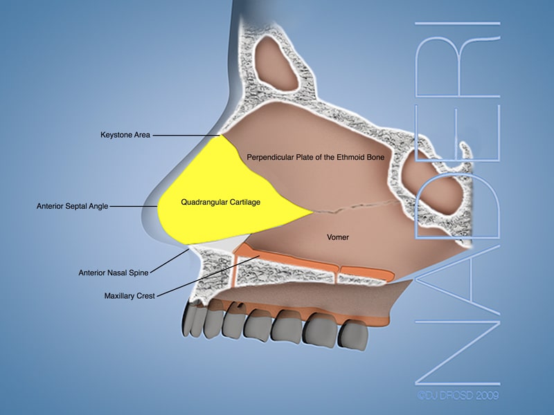 Internal Midline Nasal Anatomy Side View