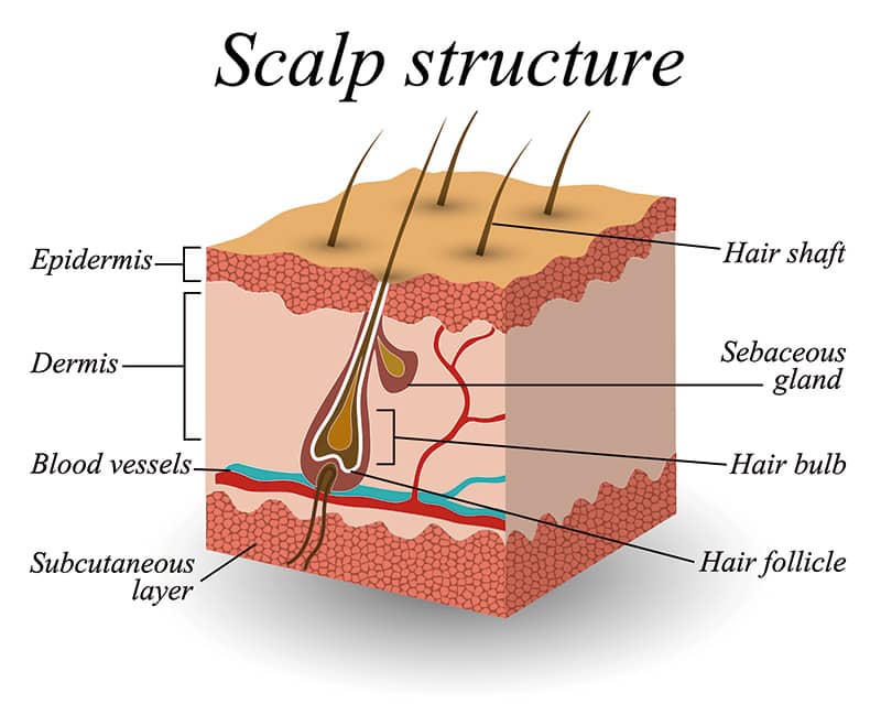 Anatomy of the scalp skin and hair follicle