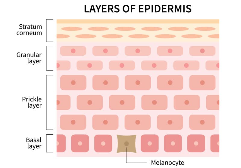 The layers of the epidermis