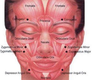 Dysport | Virginia under chin muscle diagram 